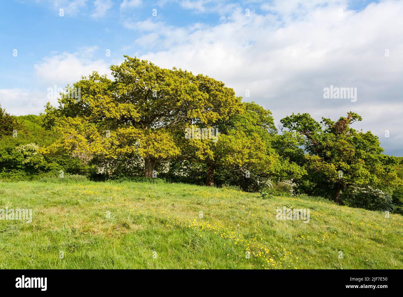 Englische Eiche Quercus robur, in Blatt, Cleeve, Somerset, UK, Mai Stockfoto