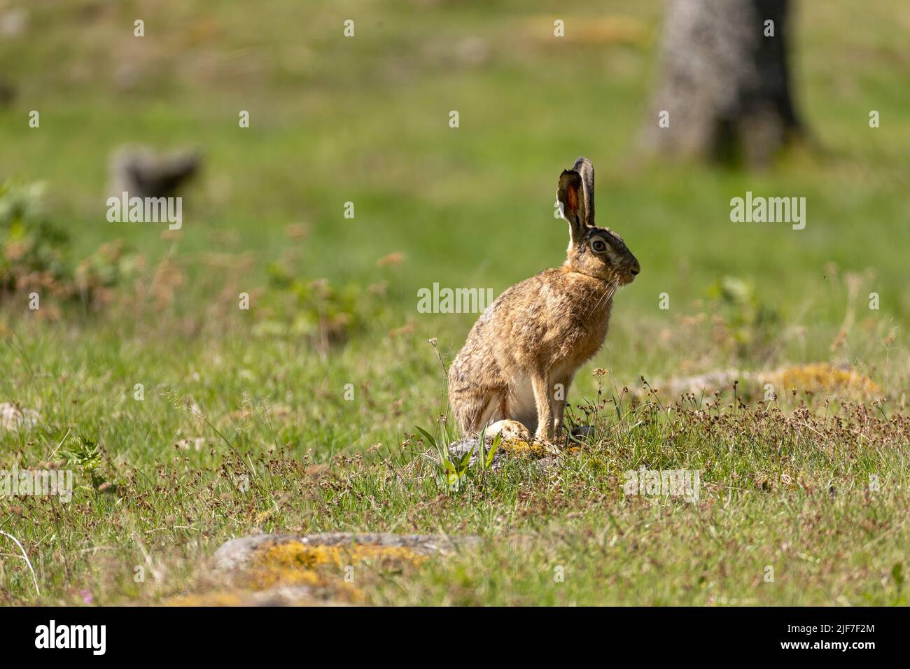 Feldhase Stockfoto