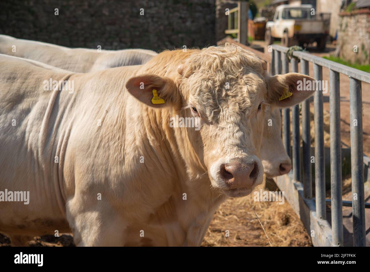 Charolais-Bulle auf dem Bauernhof in Gower, Wales, Großbritannien Stockfoto