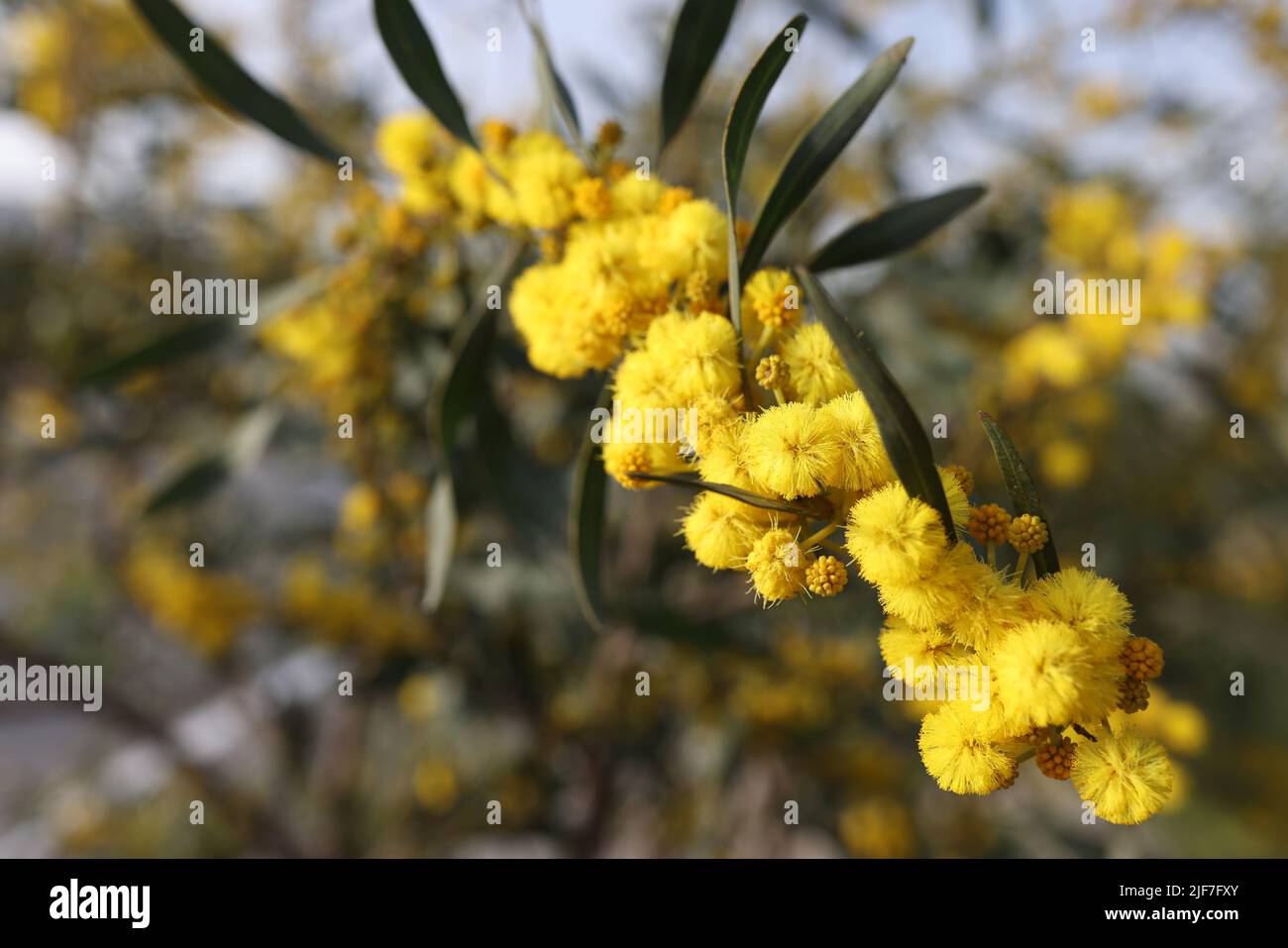Gelbe Kugel aus Mimosen Blumen im Feld Stockfoto