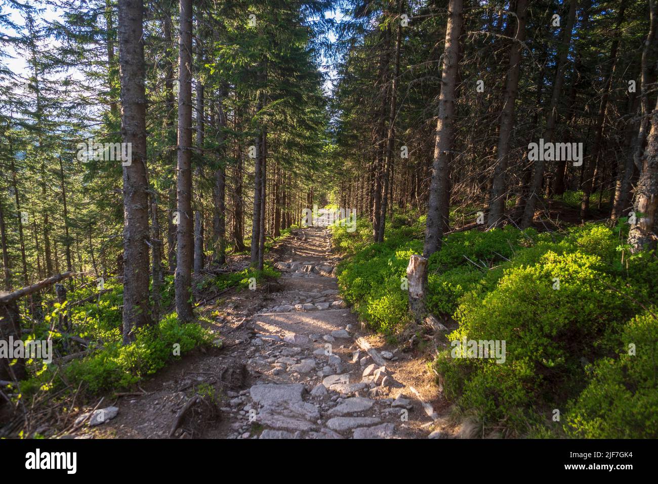 Ein Wald in der Westlichen Tatra am Nachmittag. Myslenickie Turnie in der Nähe. Stockfoto