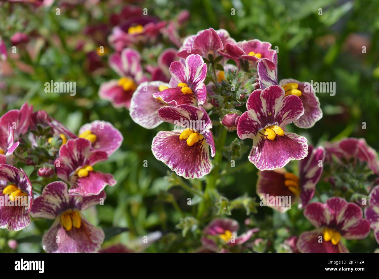 Nemesia, Nesia Tutti Fruiti. Schöne Blüten im Sommergarten Stockfoto