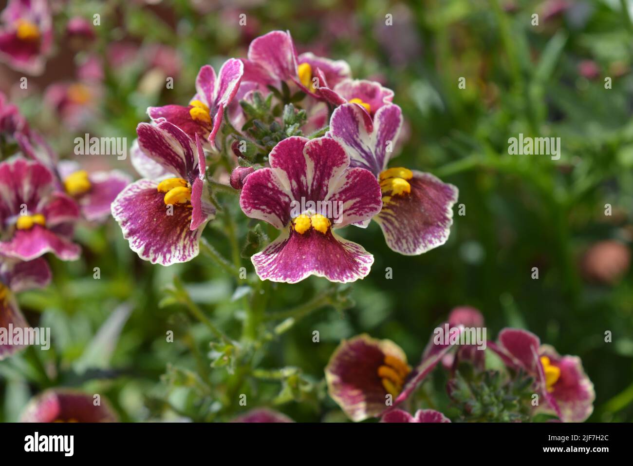 Nemesia, Nesia Tutti Fruiti. Schöne Blüten im Sommergarten Stockfoto