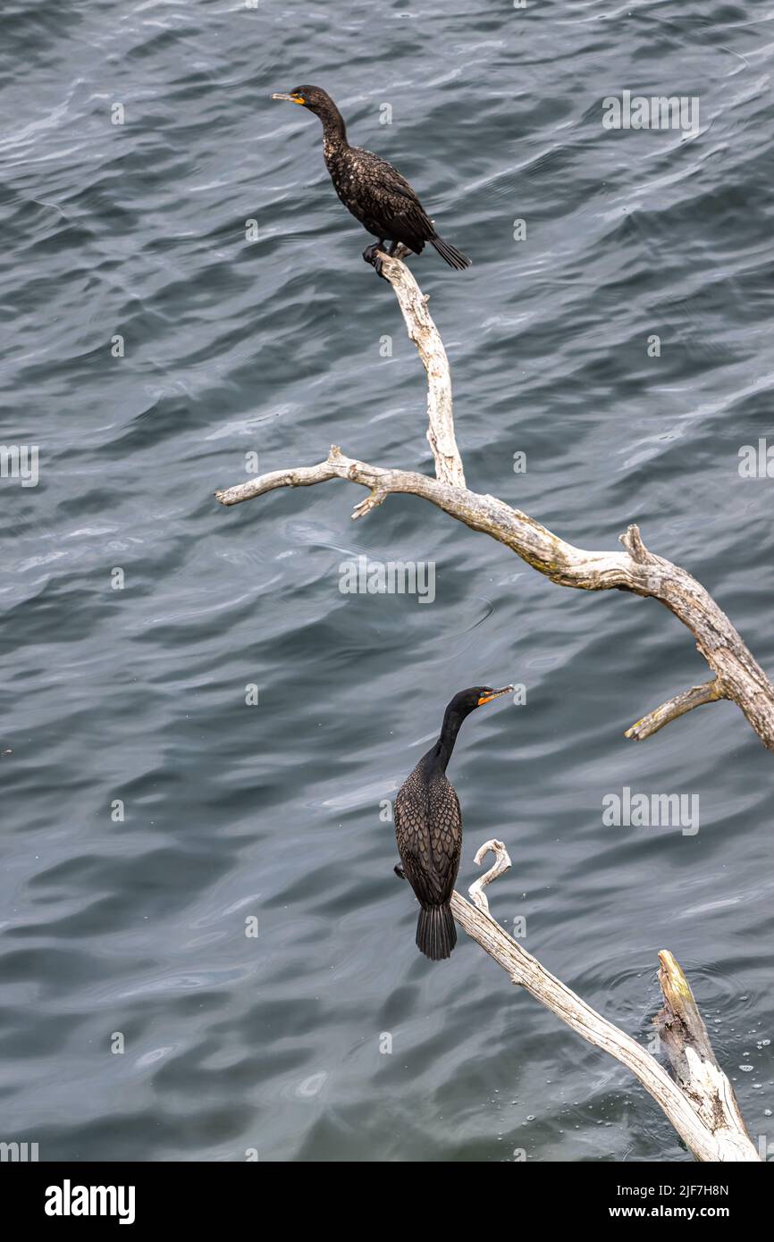 Ruhender Kormorant mit Doppelcremendraht (Nannopterum auritum) Stockfoto