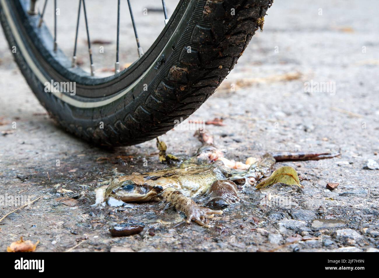 Kröten, tot unter dem Fahrradreifen.in den ersten warmen Frühlingsnächten verlassen Kröten ihr Winterquartier und viele von ihnen werden von Radfahrern überfahren. Stockfoto