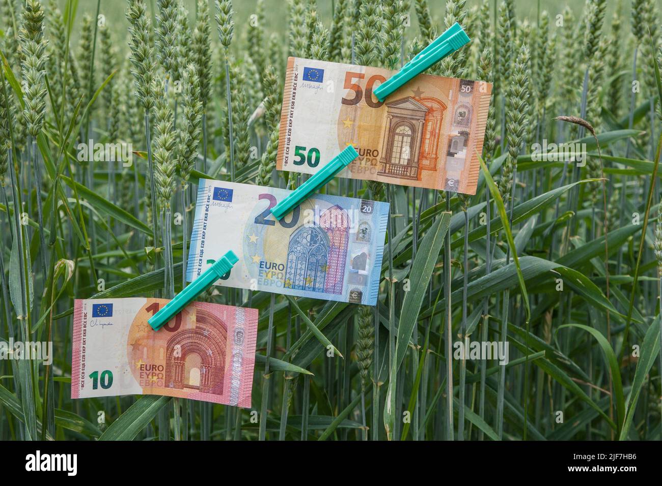 Im Weizenfeld hängen Euro-Banknoten. Der Weizenpreis steigt seit Wochen immer höher. Stockfoto