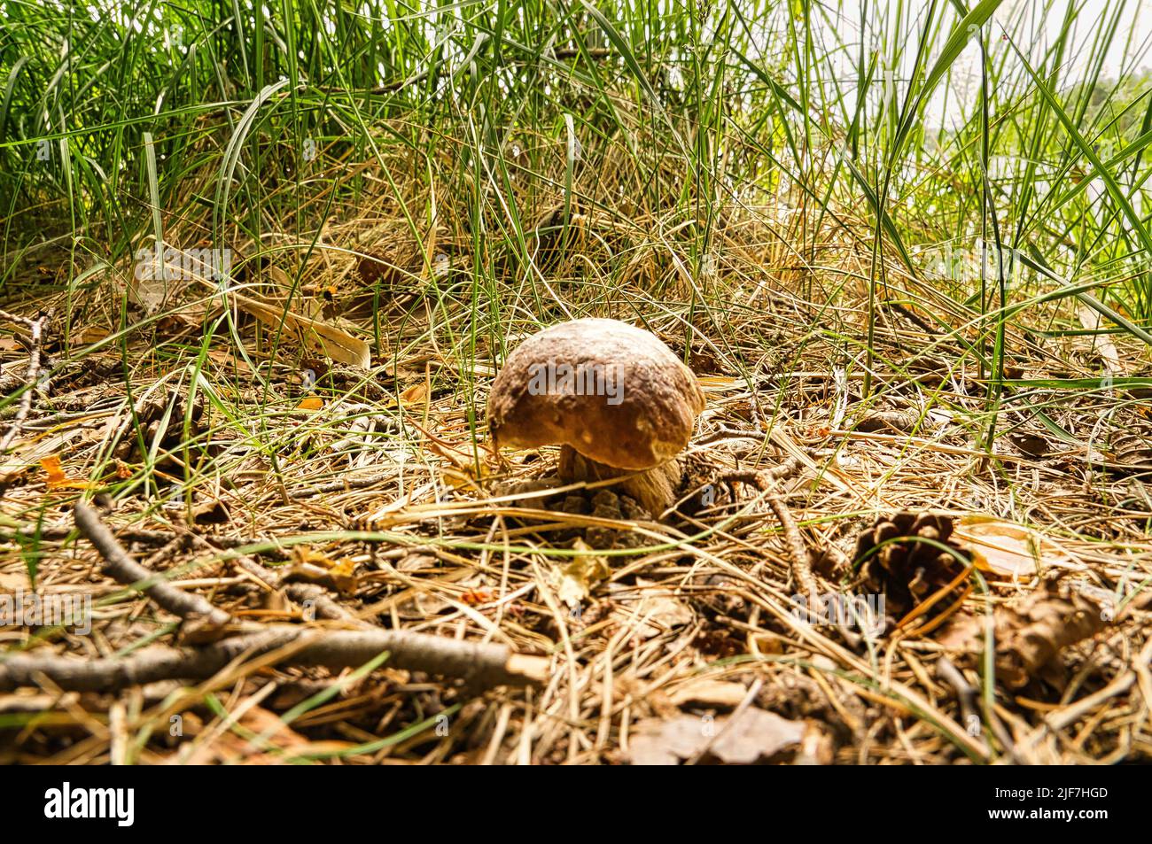 Boletus in einer Lichtung im Wald auf Gras. Braune Kappe. Essbarer Pilz. Eine Delikatesse. Sammeln im Wald im Sommer und Herbst Stockfoto