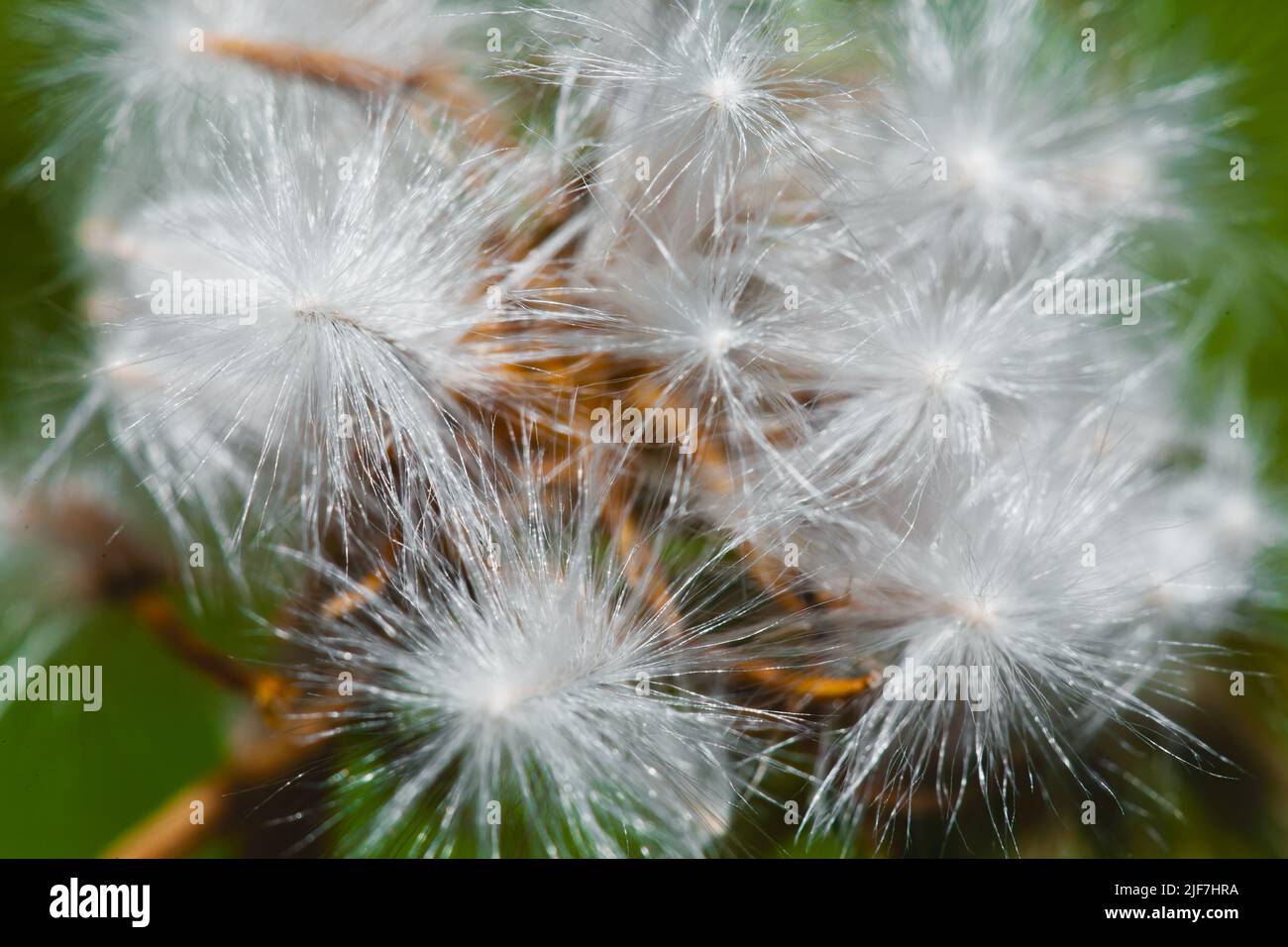 Foto von einem Löwenzahn in der Nähe getroffen. Makro shoto. Schwarz-weiß Foto. Stockfoto