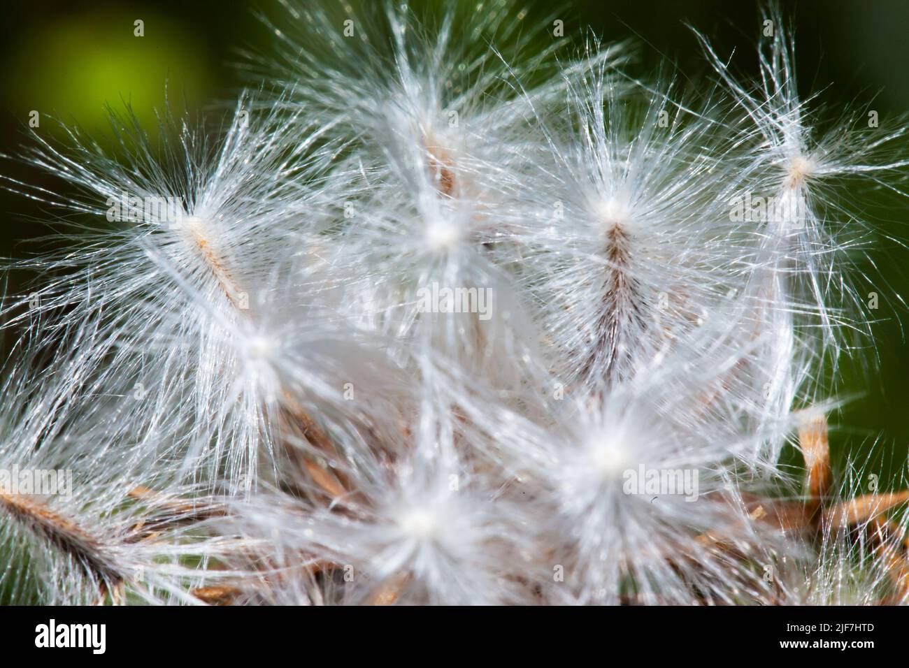 Foto von einem Löwenzahn in der Nähe getroffen. Makro shoto. Schwarz-weiß Foto. Stockfoto