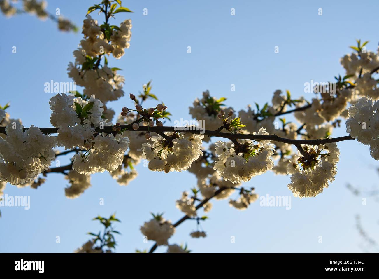 Kirschblüten im Park in Berlin. Im Frühling blühen die Kirschbäume in voller Pracht. Rosa und weiße Blüten. Naturaufnahmen Stockfoto