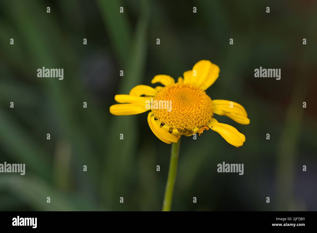 Makrofotografie einer gelben Blume im Sommer Stockfoto