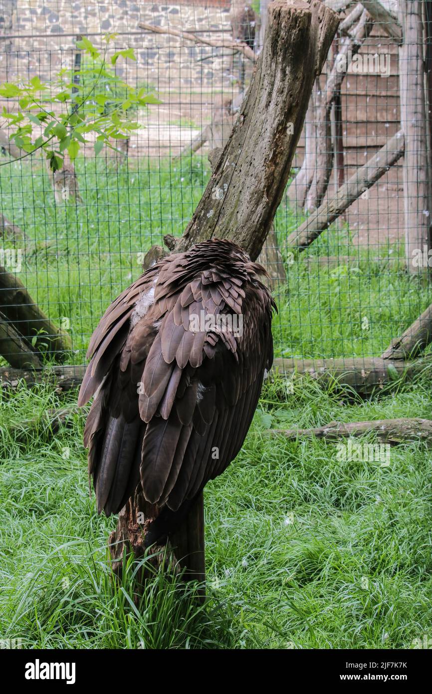 Geier, Aegypius monachus. Nahaufnahme foto von Cinereous Vulture. Foto in wildem Lebensraum aufgenommen. Schwarzer Geier auf dem Gras Stockfoto