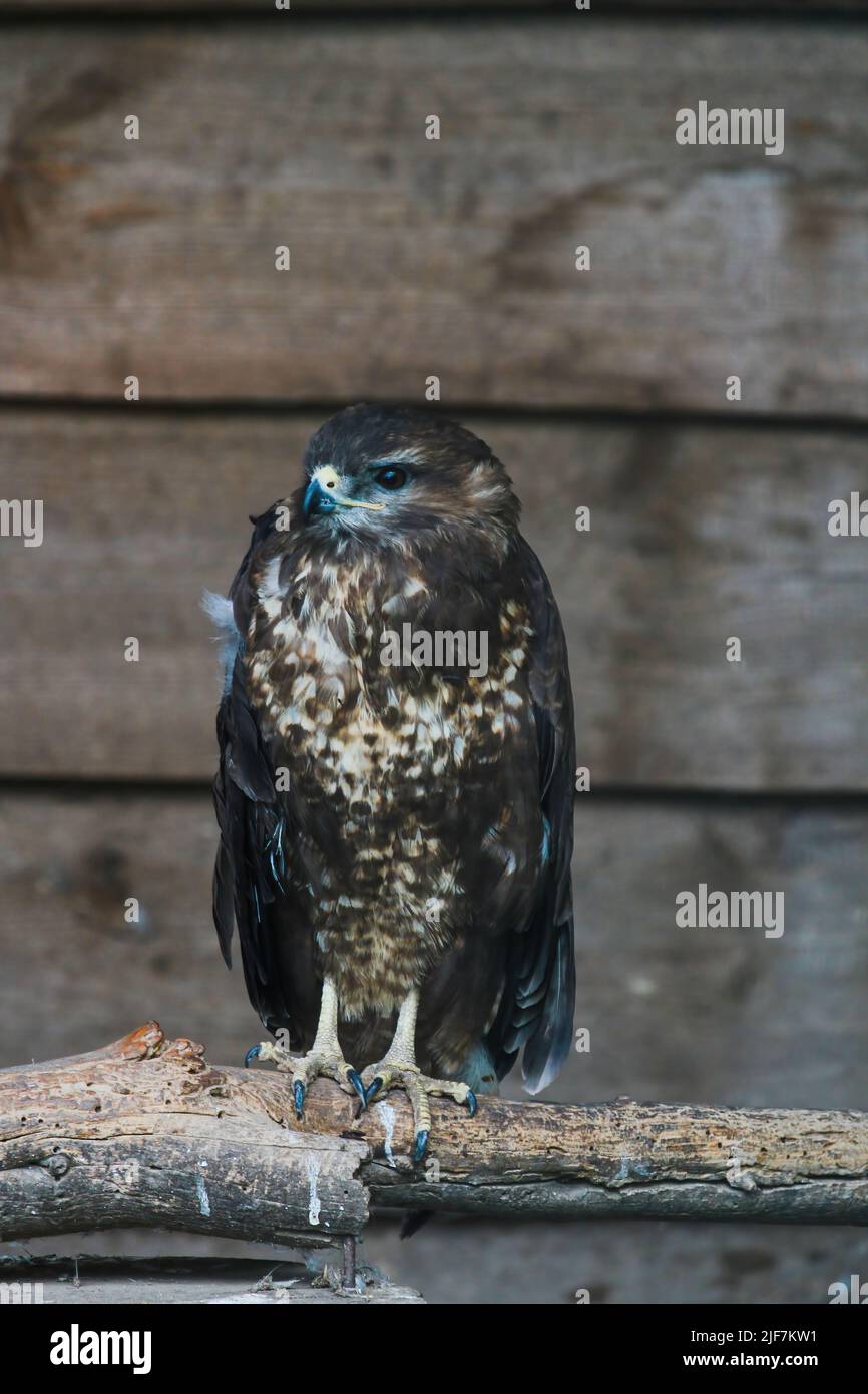 Stolzer Bussard, buteo buteo, sitzt im Sommer auf dem Zweig. Majestätische Vogel beobachten Umgebung auf dem Ast mit Moos. Gefiedertes Tier, das auf wo Stockfoto