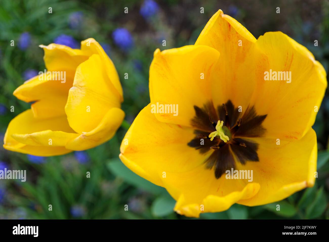 Gelbe Tulpen mit zarten Blütenblättern und dunklen Staubgefäßen, Tulpen mit grünen Blättern im Garten, Frühlingsblumen-Makro, Schönheit in der Natur, Blütenkopf, Stockfoto