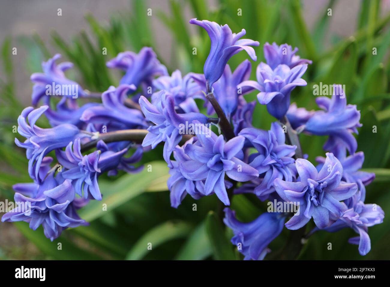 Blaue Hyazinthe mit weichen Blütenblättern und grünen Blättern, blühende Hyazinthe im Garten, blaue Frühlingsblumen, blaues Hyazinth Makro, Blumenfoto, Makrofoto Stockfoto
