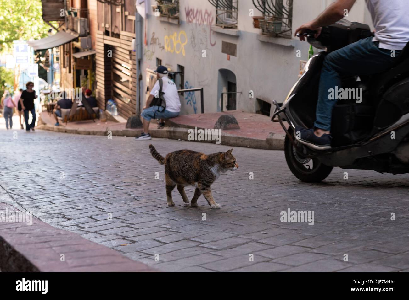 Streunende Katze, die auf einer gepflasterten Straße (Yeni Carsi CD) in Beyoglu, Galatasaray, Istanbul, Türkei, läuft Stockfoto