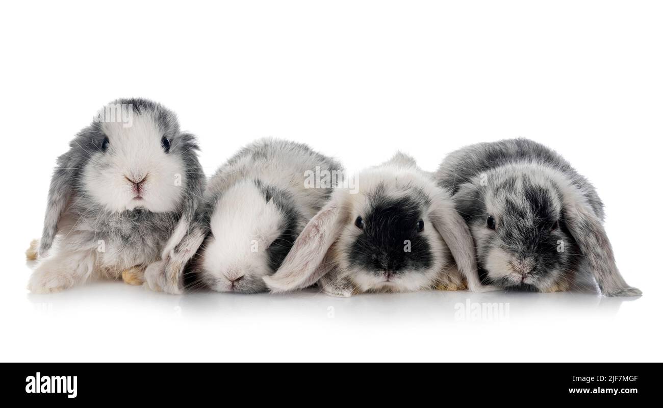Mini-Lops vor weißem Hintergrund Stockfoto