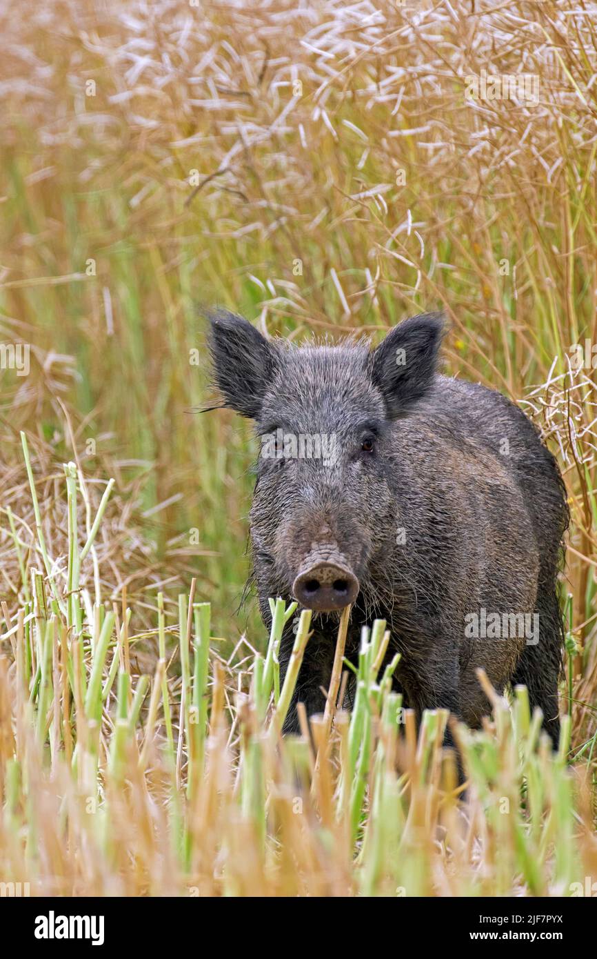 Einsames Wildschwein (Sus scrofa) Sau / Weibchen, die im Sommer auf dem geernteten Rapsfeld Futter ernten Stockfoto