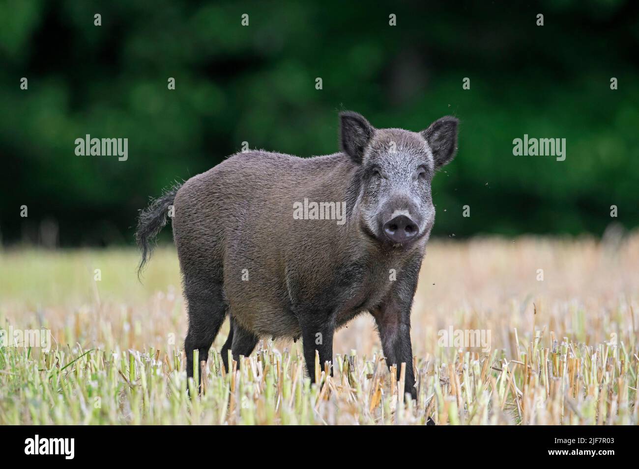 Einsame Wildschweine (Sus scrofa) Aussaat / weibliche Nahrungssuche im stubblefield / Stoppelfeld im Sommer Stockfoto