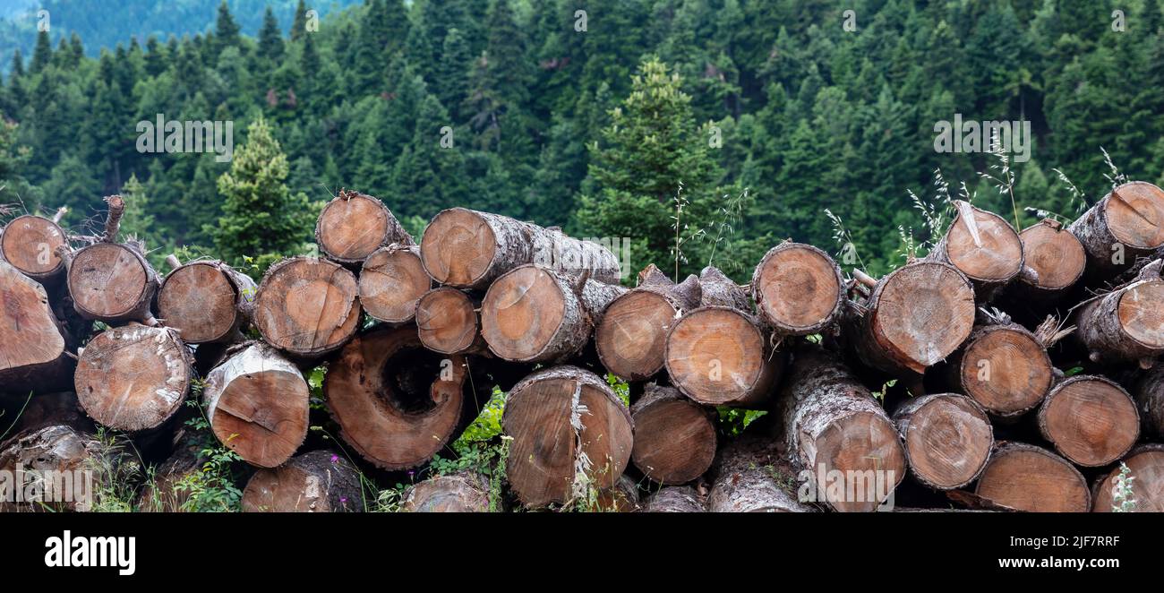 Holzstämme Haufen, Holz Winterlager. Brennholz Lagerung im Tannenwald Hintergrund. Runde Baumstämme, geschnitten und im Sägewerk gestapelt Stockfoto