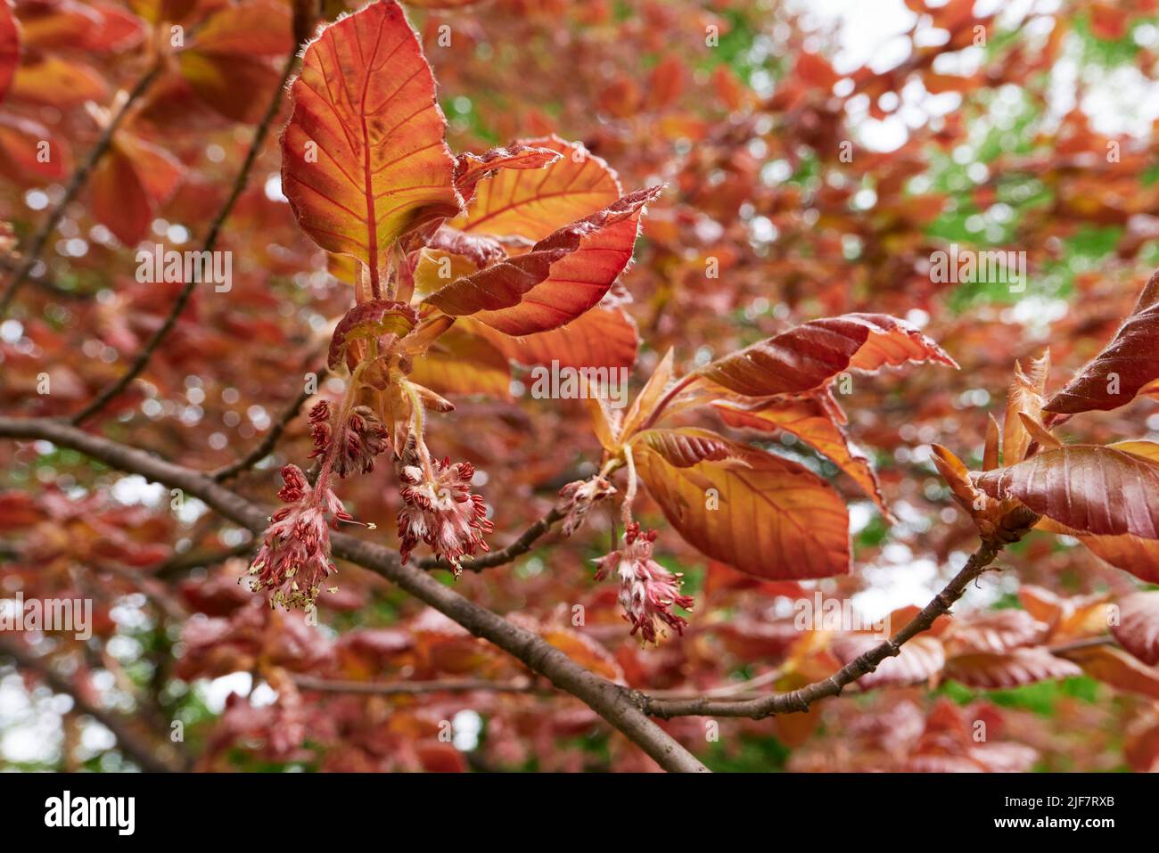 Fagus sylvatica purpurea Baum in Blüte Stockfoto