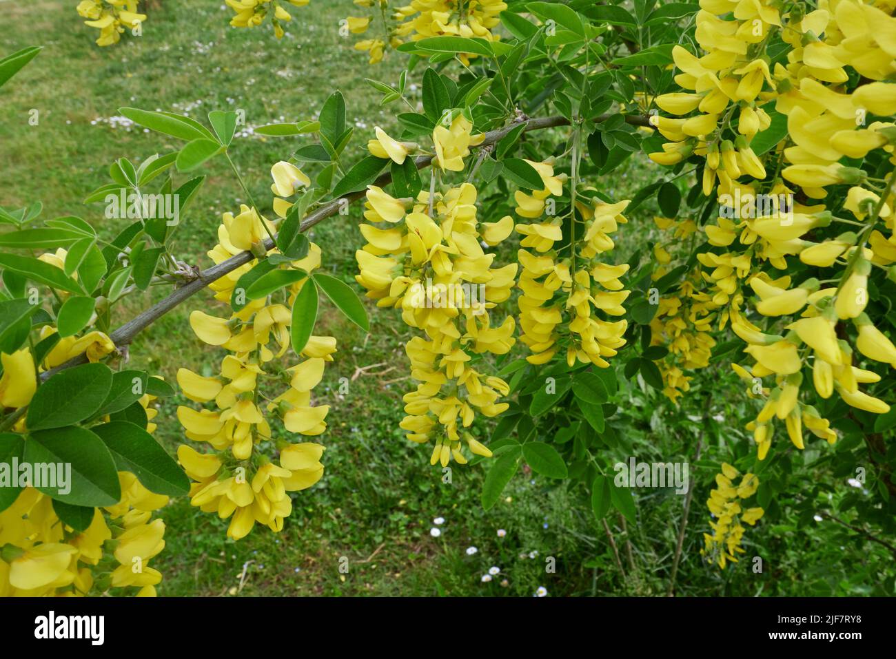 Laburnum anagyroides blüht Stockfoto
