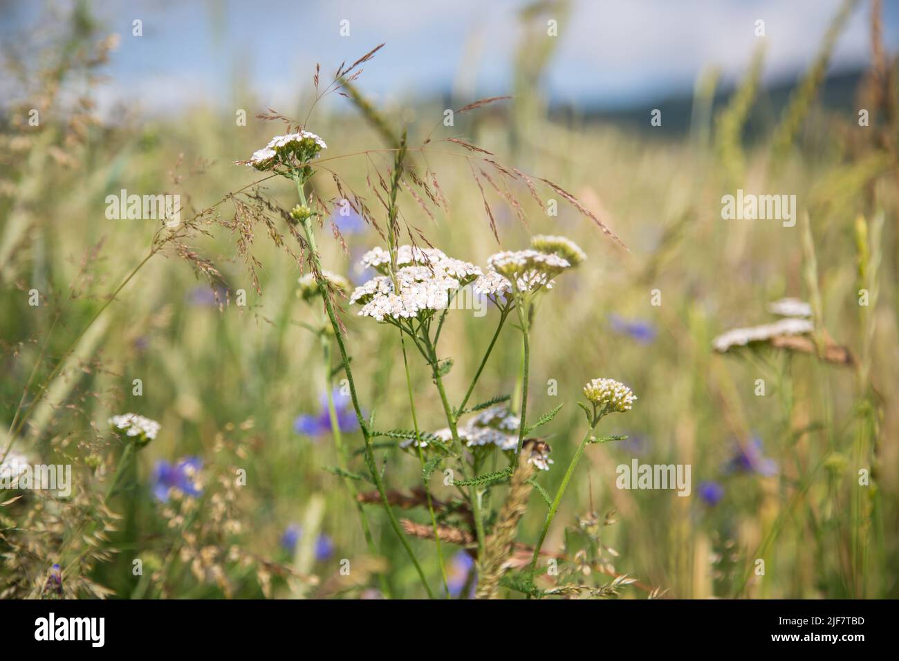 Schafgarbe (Achillea millefolium), Waldviertel, Österreich Stockfoto