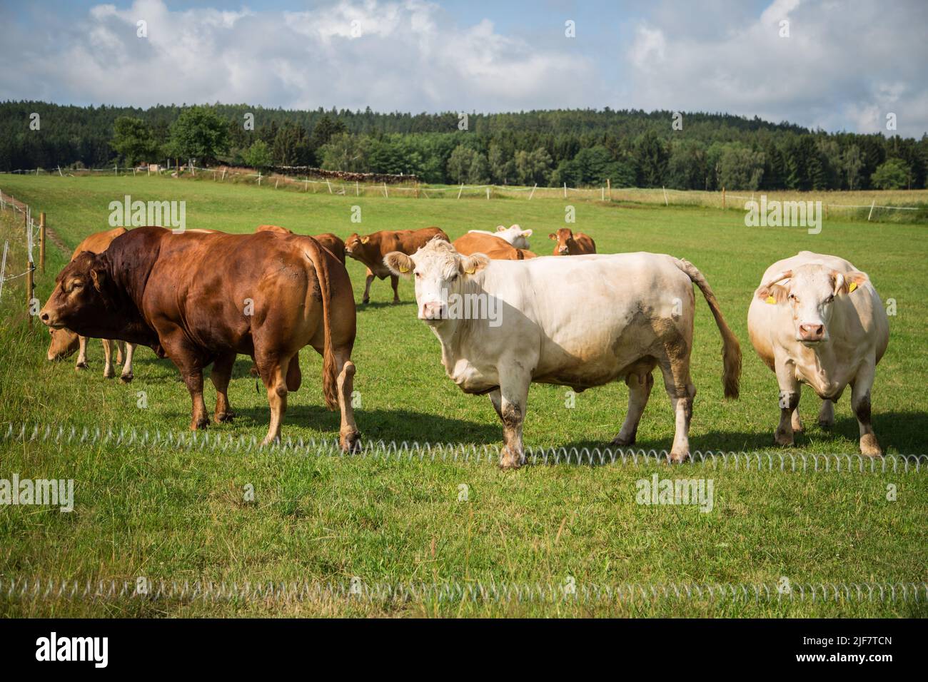 Rinderherde im Freiland, Waldviertel, Österreich Stockfoto