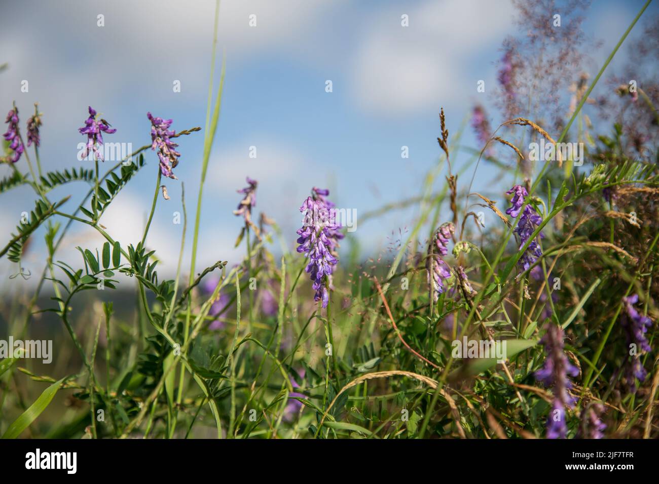 Vogelvetch (Vicia cracca), Waldviertel, Österreich Stockfoto