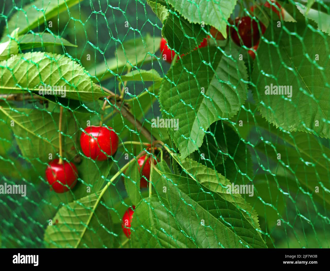Nahaufnahme von roten Kirschen auf dem Kirschbaum mit Vogelschutznetz Stockfoto