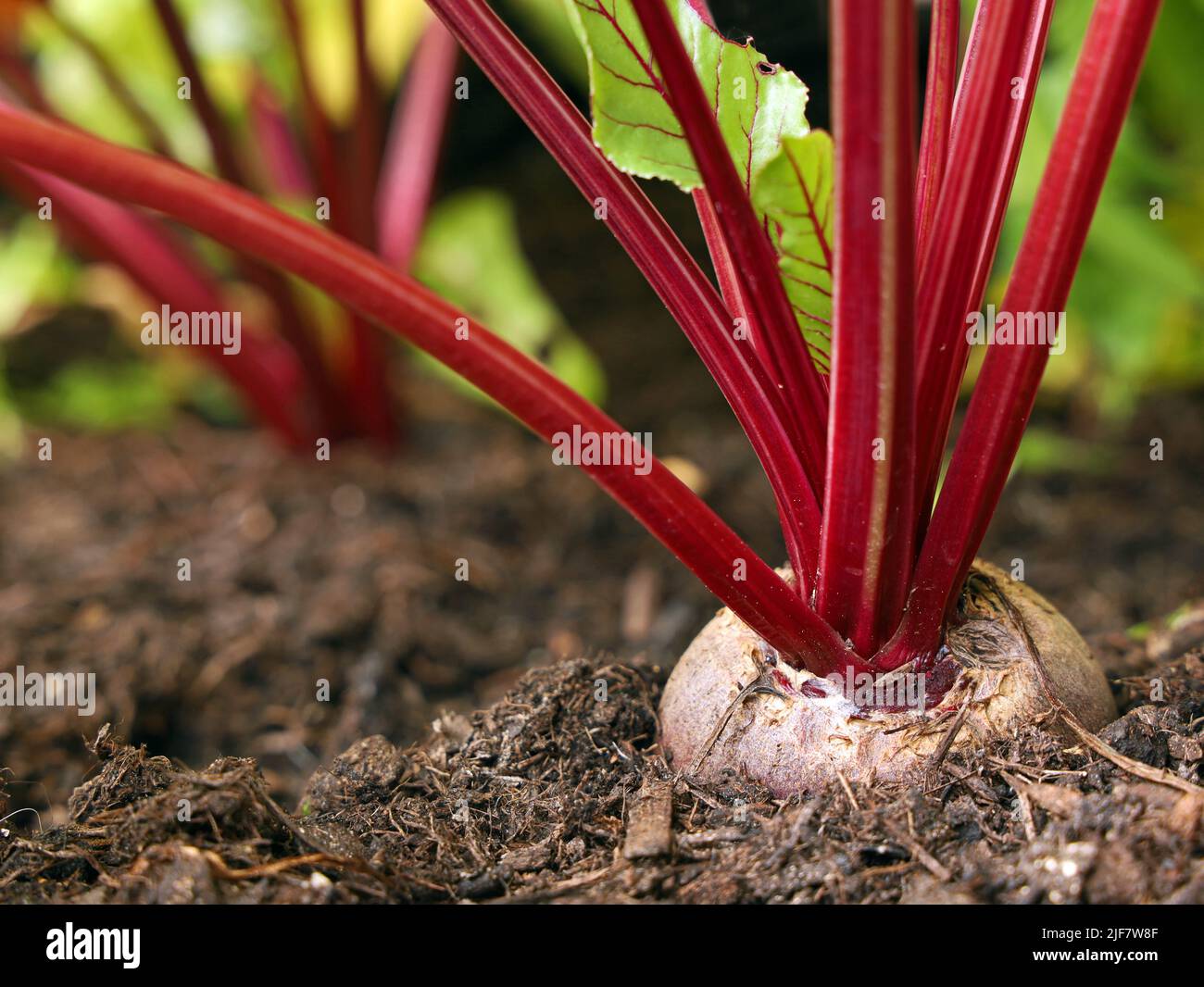 Nahaufnahme der wachsenden Rübe im Gemüsebett Stockfoto