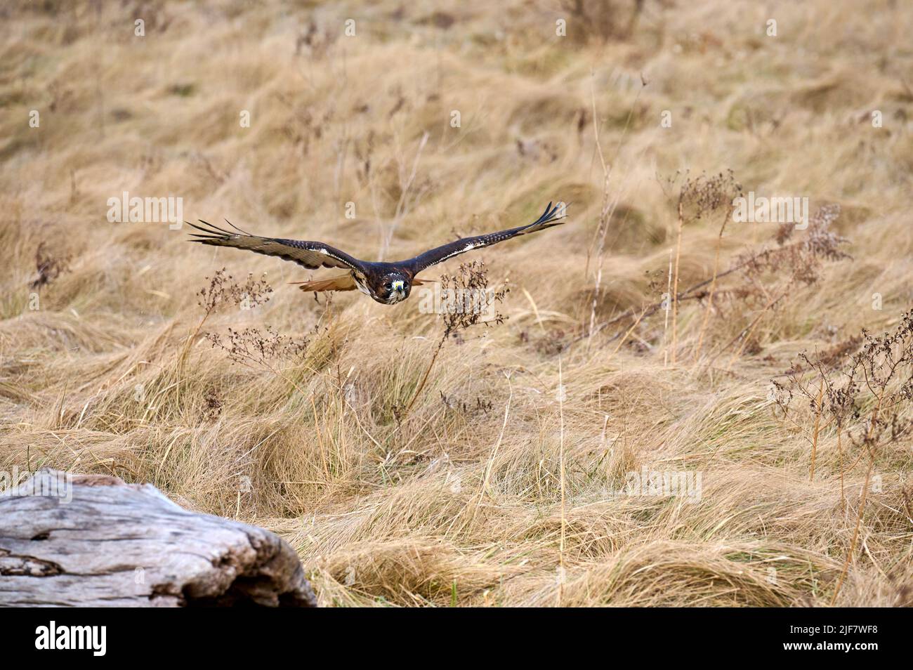 Rotschwanzfalke fliegt über das Feld und jagt Beute. Stockfoto