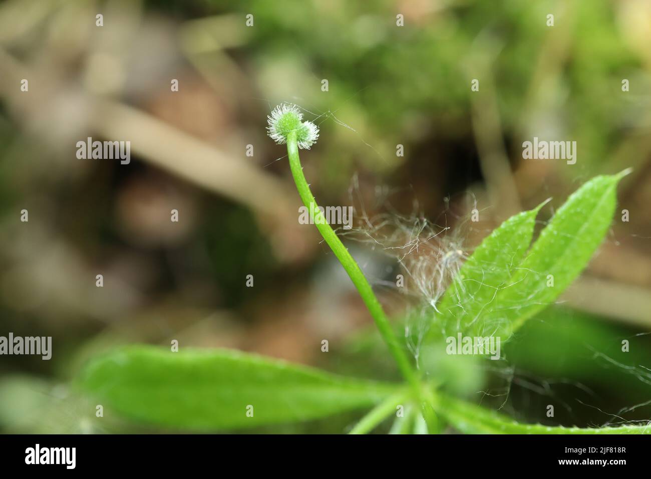 Galium aparine in Nahaufnahme Stockfoto