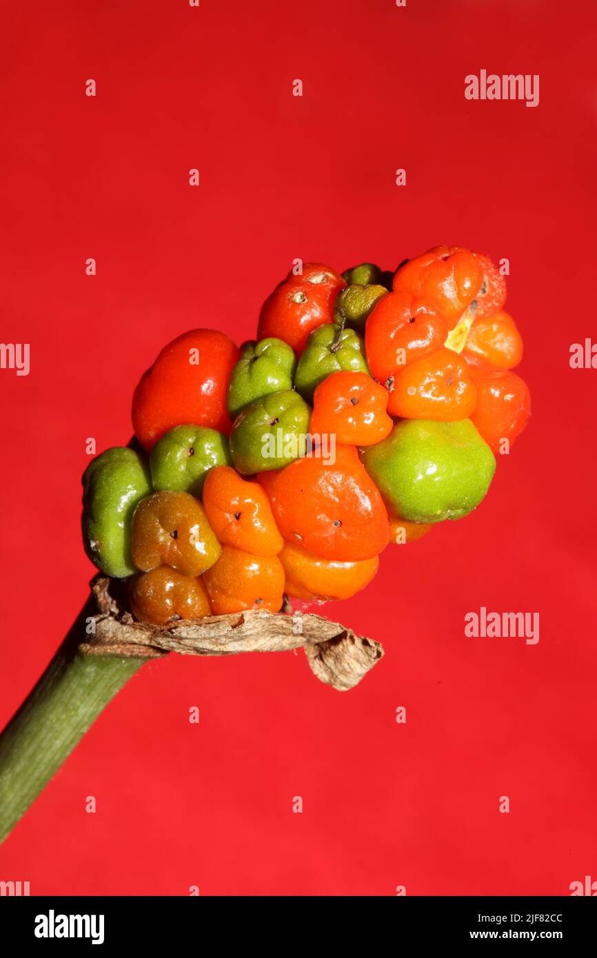 Rote und gelbe wilde Früchte Nahaufnahme botanischen Hintergrund arum italicum Familie araceae hohe Qualität große Größe Drucke Stockfoto