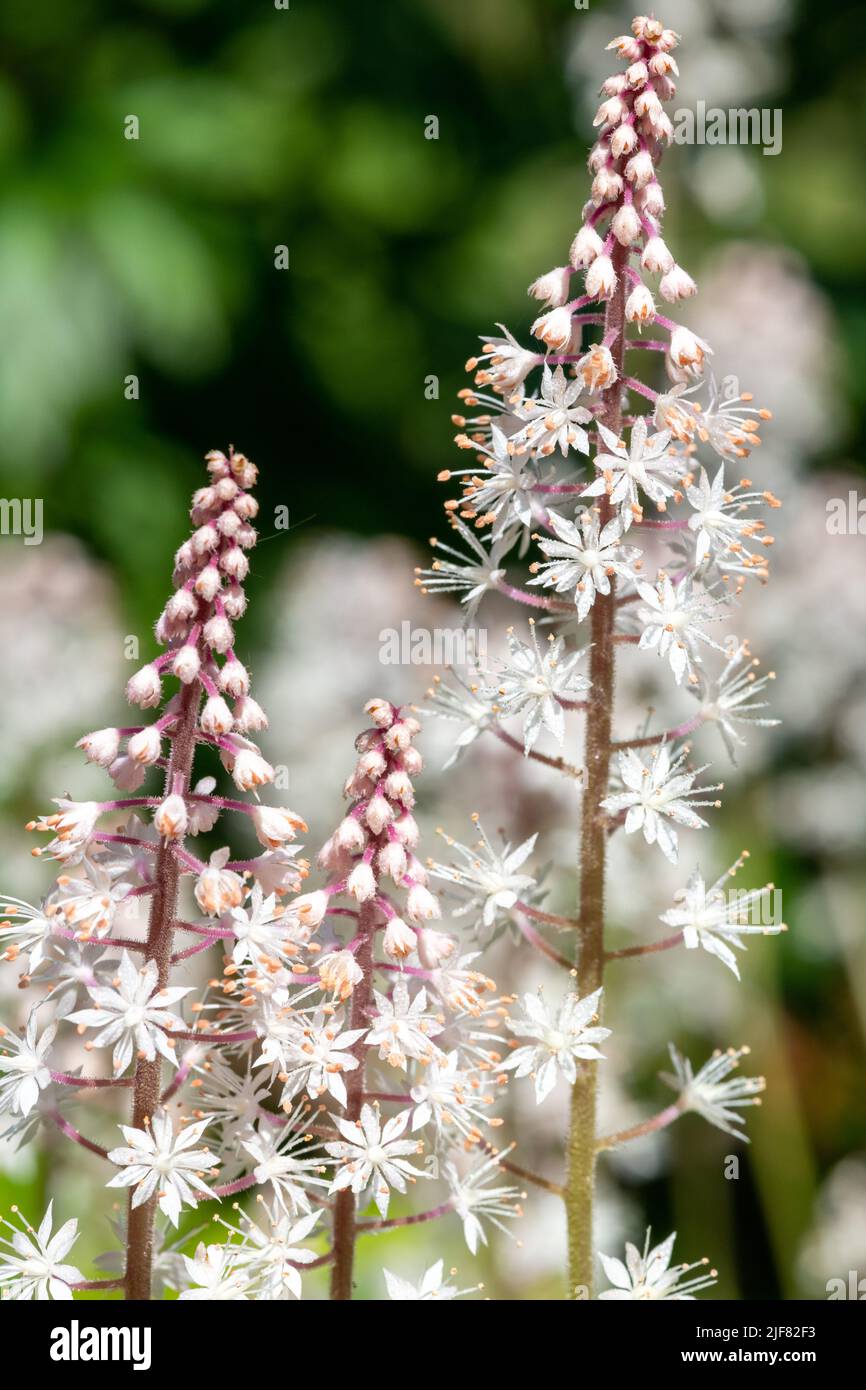 Nahaufnahme von Herzblatt-Schaumblüten (Tiarella cordifolia) mit Wassertröpfchen bedeckt Stockfoto