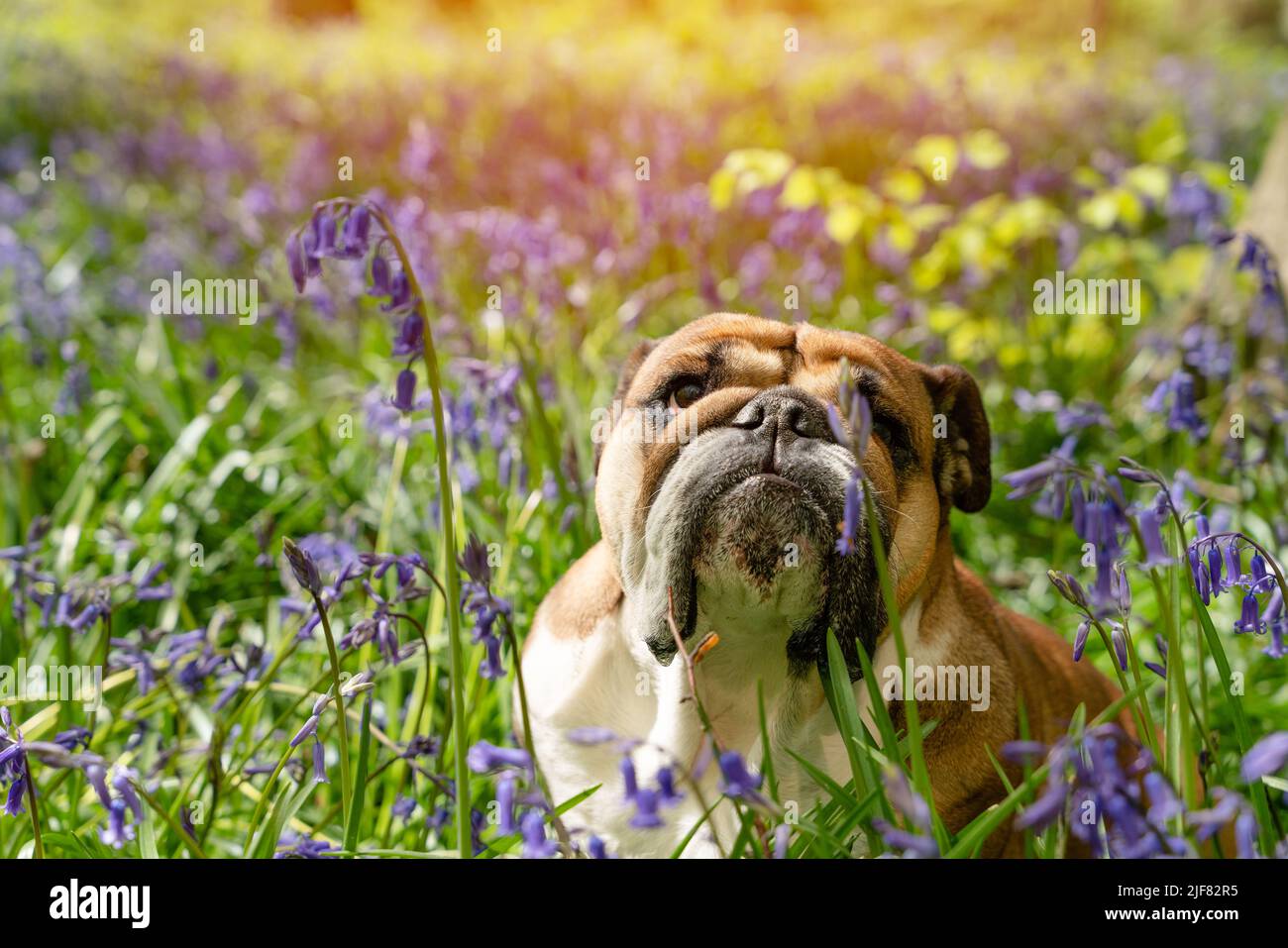Red English/British Bulldog Dog schaut nach oben, leckt seine Zunge aus und sitzt in den Bluebells am heißen sonnigen Frühlingstag Stockfoto