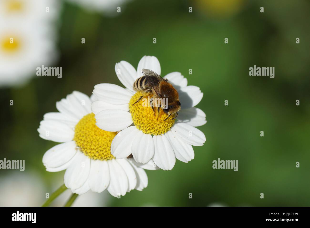 Bienen ähnlich wie Colletes daviesanus, Colletes fodiens oder Colletes similis, Familie Gipsbienen, Polyesterbienen Colletidae. Blumen der Feverfew Stockfoto
