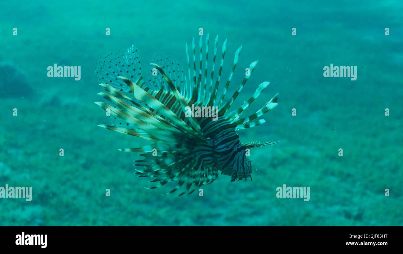 Über dem sandigen Grund schwimmen gemeine Lionfische oder Rotlionfische (Pterois volitans). Rotes Meer, Ägypten Stockfoto