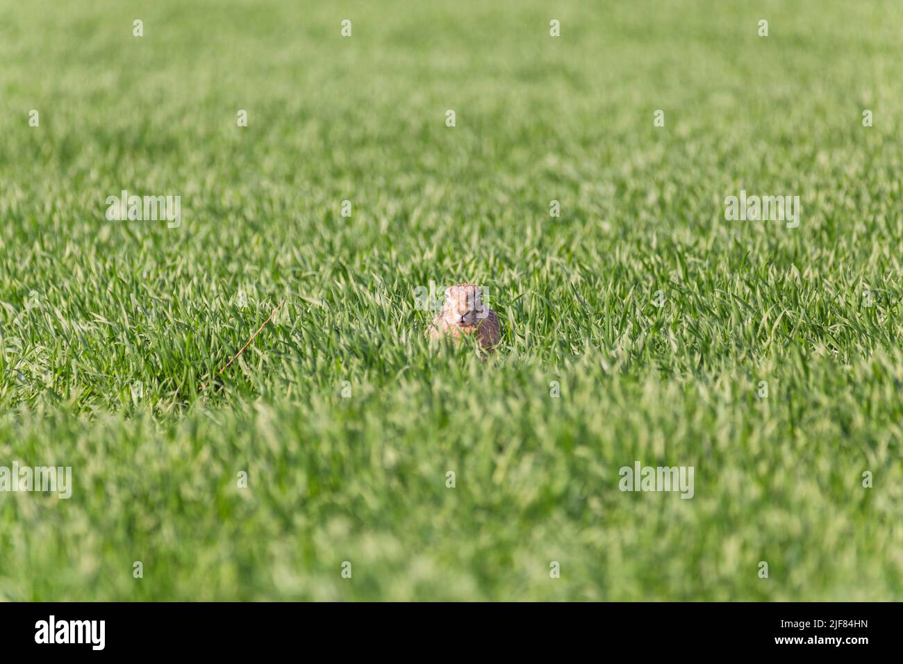 Feldhase, mit angelegten Ohren sitzend, in einem grünen Feld, Brauner Hase, sitzend mit Ohren entspannt, in einem grünen Feld, Lepus europaeus Stockfoto