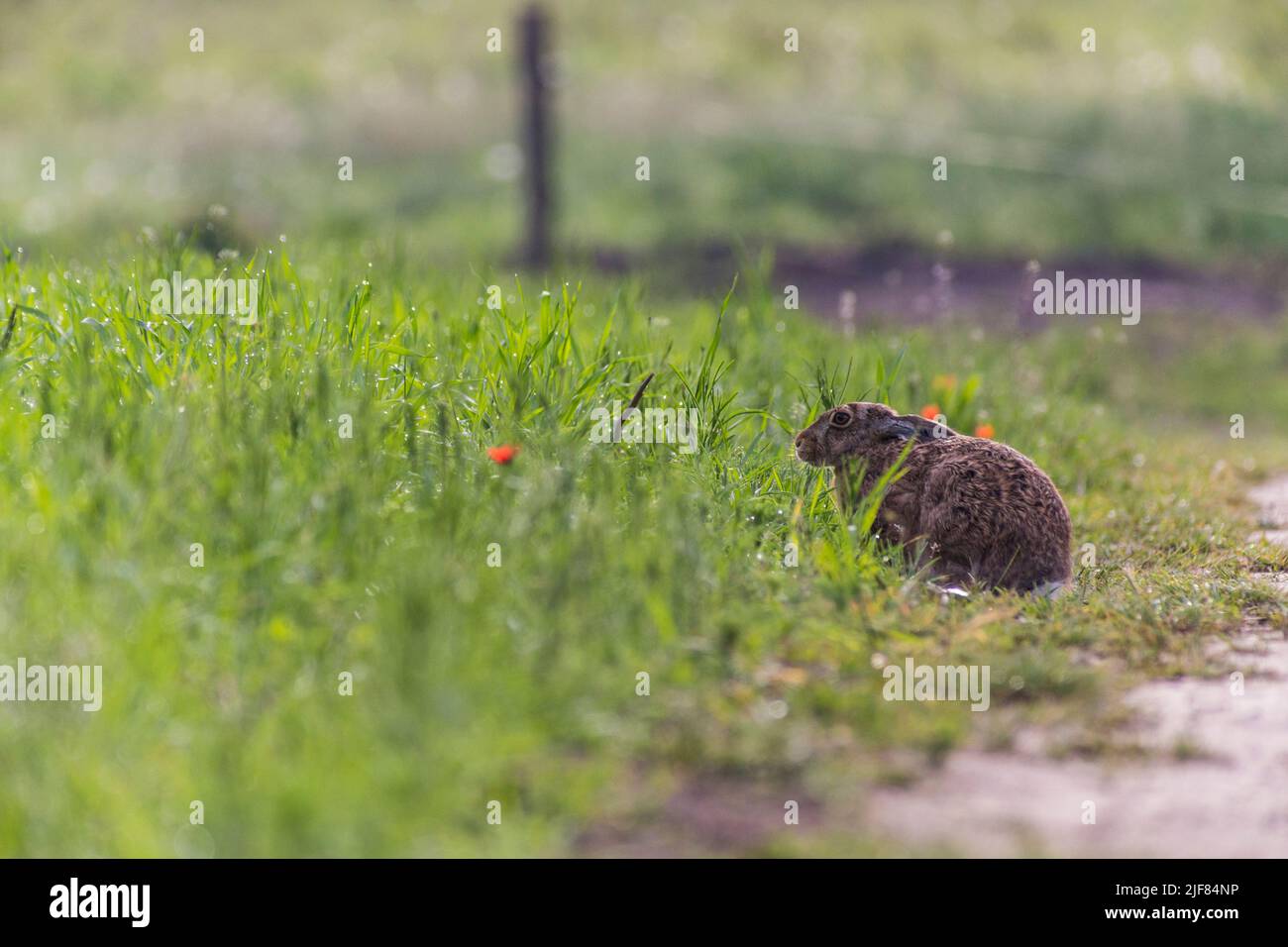 Feldhase, sitzend, auf einem Feldweg an einer Wiese mit Wildblumen, Brauner Hase, sitzend, auf einem Feldweg, auf einer Wiese mit Wildblumen, Lepus europaeus Stockfoto