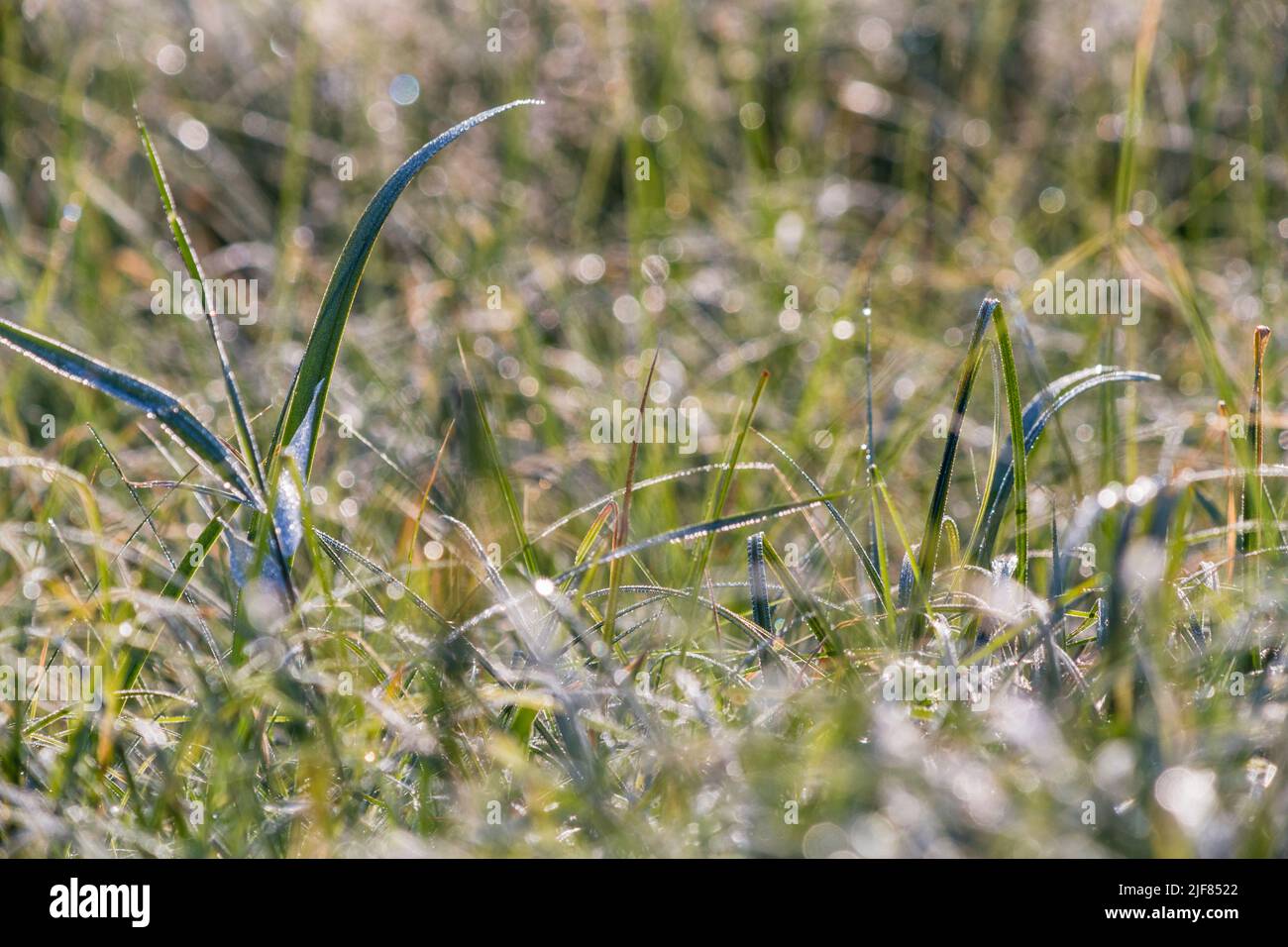 Wassertropfen vom Morgentau im Gras, Detailaufnahme, Wassertropfen vom Morgentau im Gras, Nahaufnahme Stockfoto