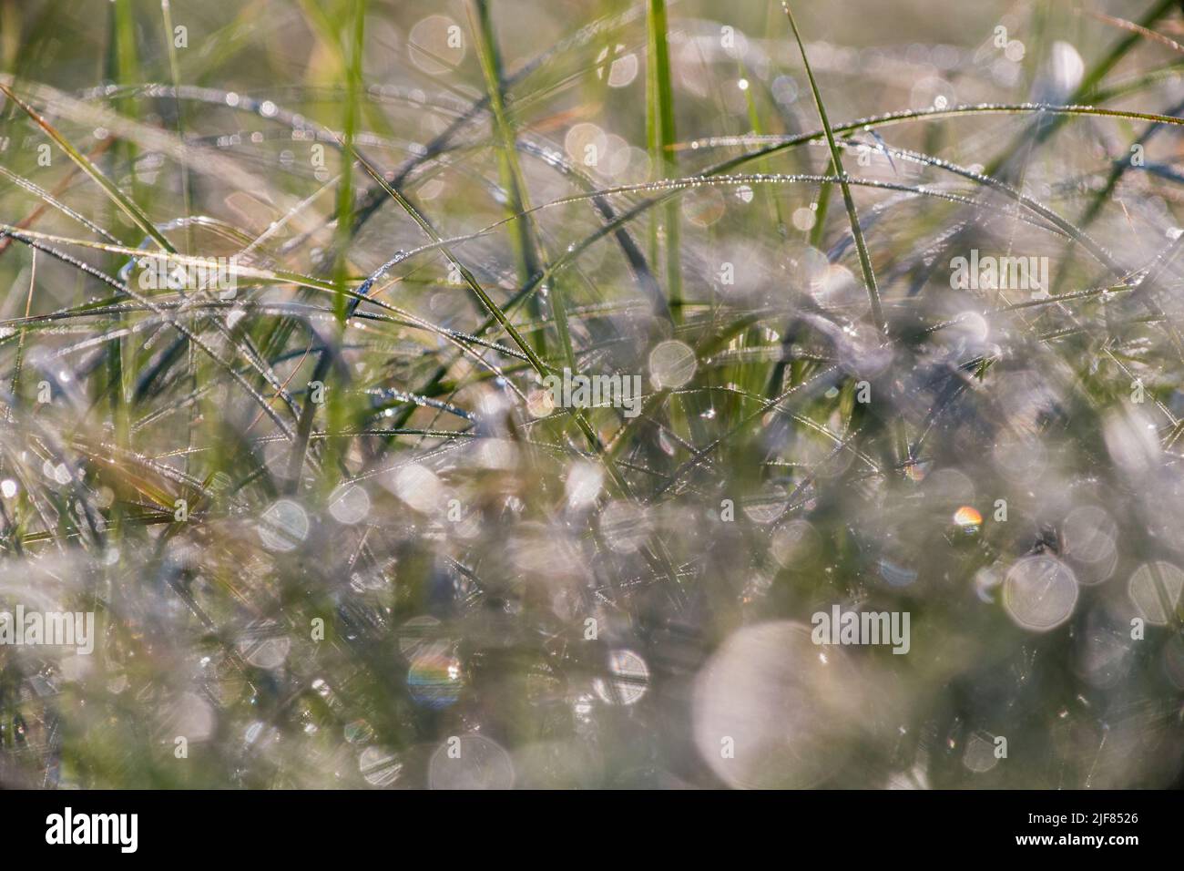 Wassertropfen vom Morgentau im Gras, Detailaufnahme, Wassertropfen vom Morgentau im Gras, Nahaufnahme Stockfoto