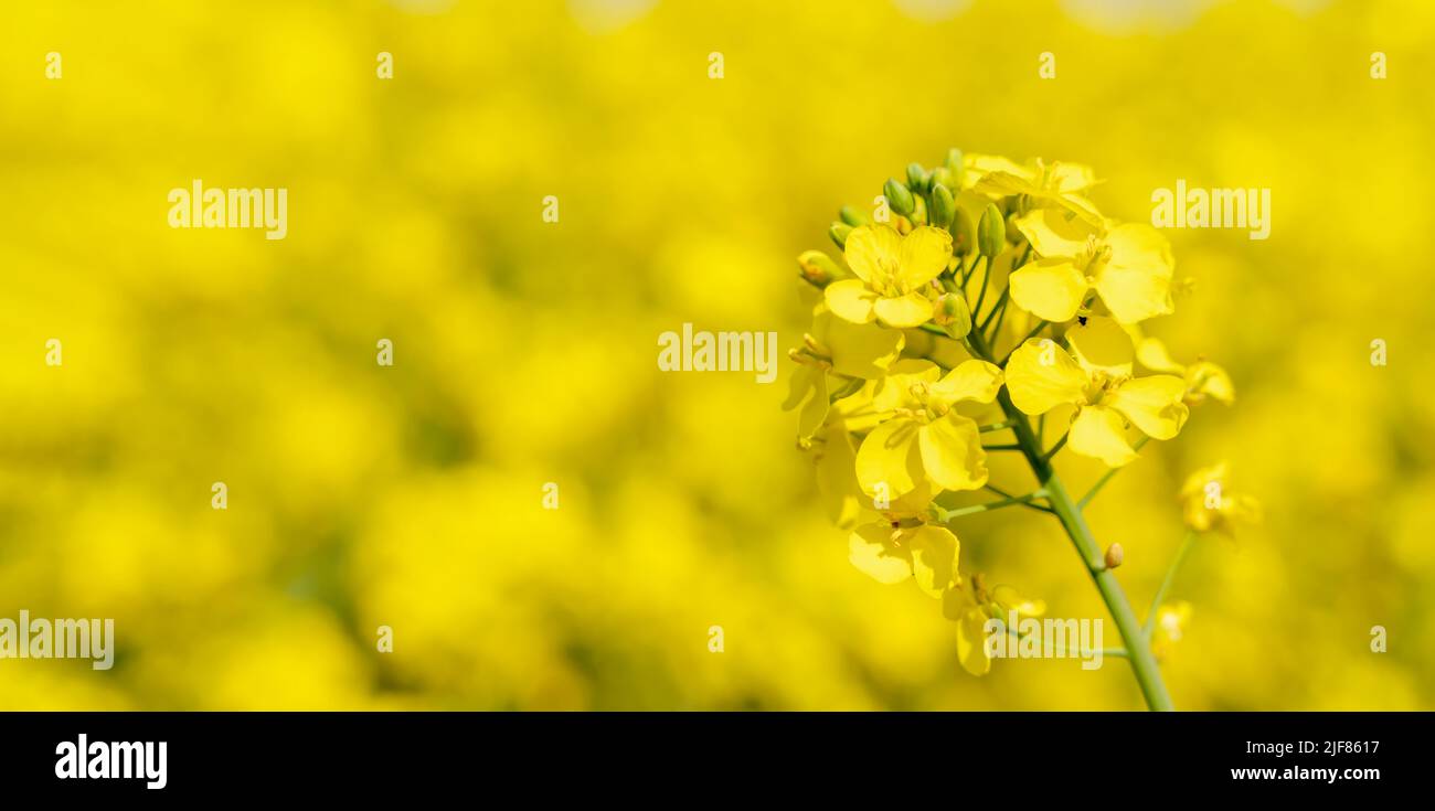 Rapsblume auf einem Rapsfeld Hintergrund Platz für Text Stockfoto