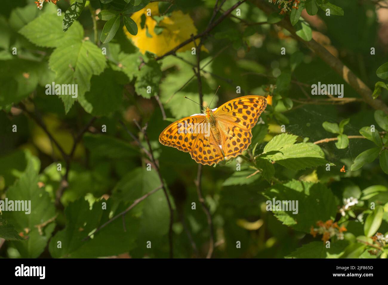 Silbergewaschene Fritilläre (Argynnis paphia), Weibchen ruht auf Blatt mit offenen Flügeln Stockfoto