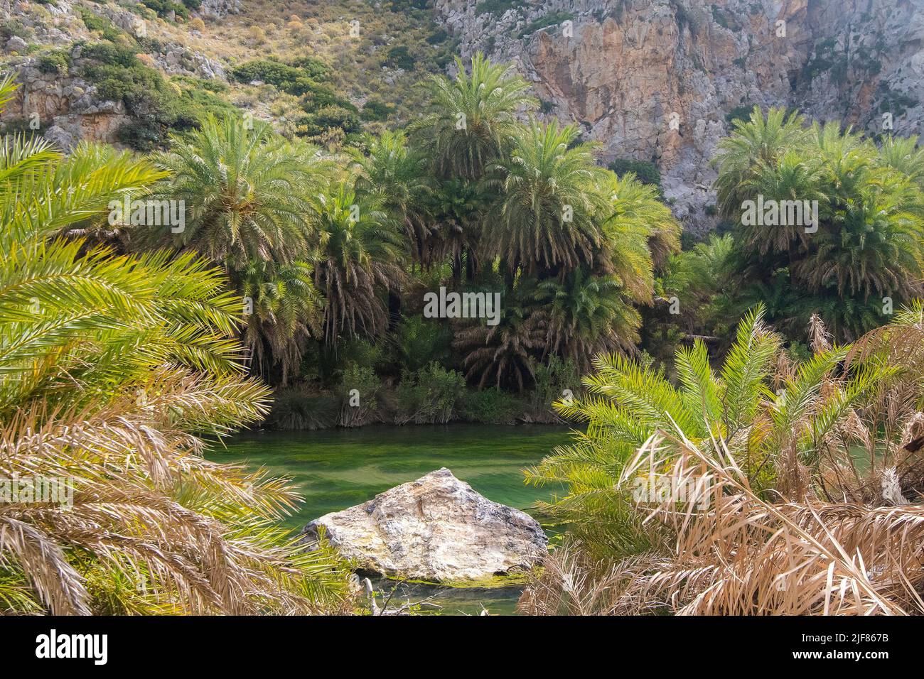 Blick auf einen kleinen Bach zwischen Bergen mit einer Gruppe kretischer Palmen (Phoenix theophrasti) Stockfoto