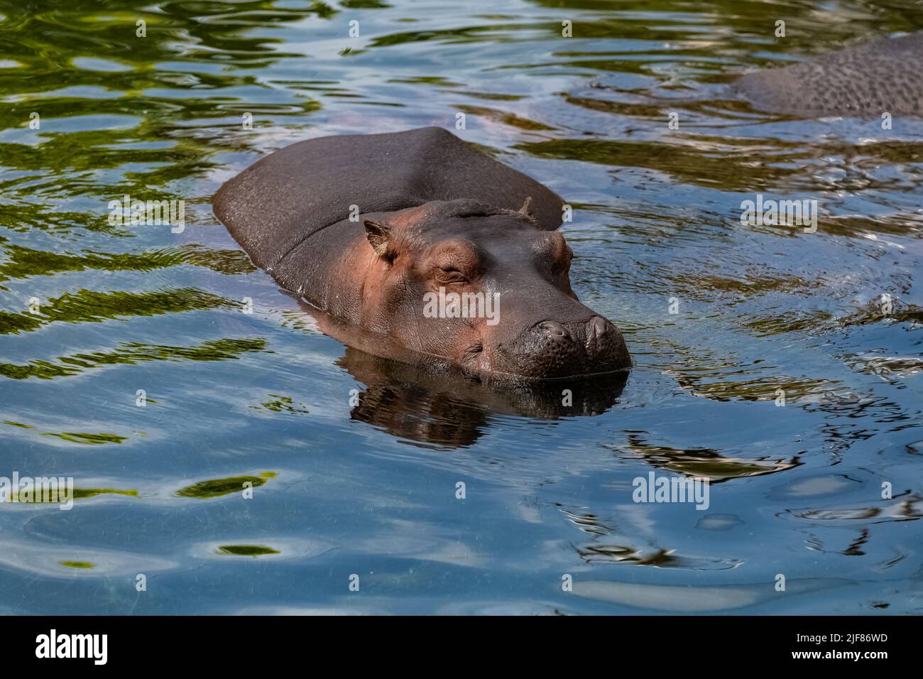 Ein Baby Nilpferd, das im See badete, Porträt Stockfoto