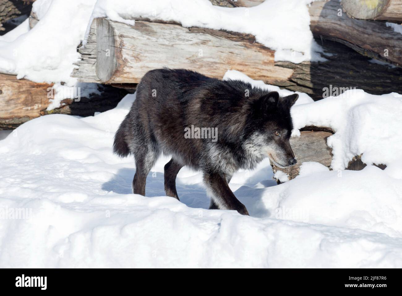 Großer schwarzer kanadischer Wolf läuft auf einem weißen Schnee. Canis lupus pambasileus. Tiere in der Tierwelt. Stockfoto