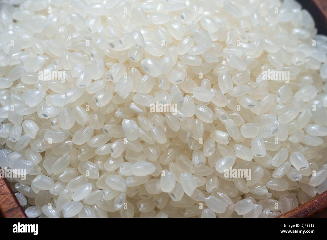 Nahaufnahme von japanischer Reis. Japonica Reiskörner. Manchmal auch Sinica-Reis genannt, ist eine der beiden wichtigsten heimischen Arten von asiatischen Reissorten. Japonisch Stockfoto