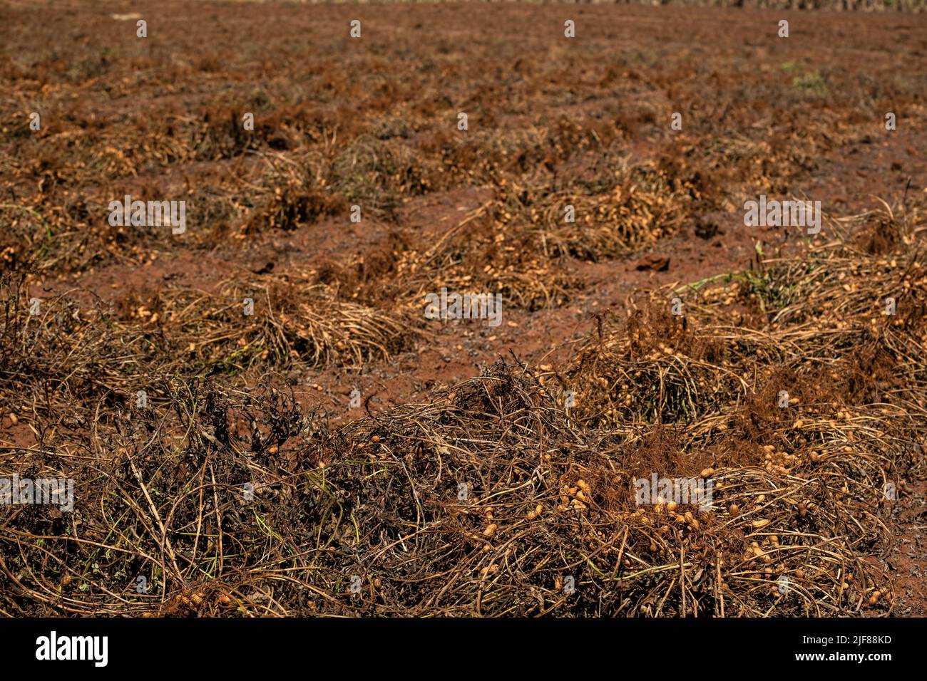 Erdnusswurzeln aus dem Boden entnommen und in der Sonne getrocknet. Stockfoto