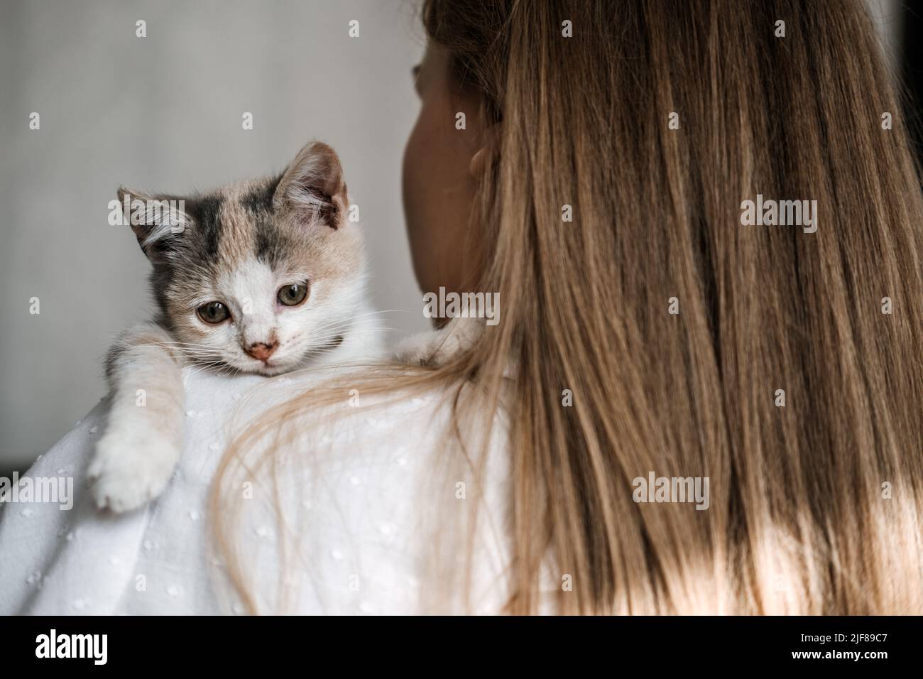Katzenadoption, adoptieren Kätzchen aus Rettungen und Unterkünften. Porträt einer Frau, die mit ausgezüchteten, adoptierten grauen Kätzchen spielt Stockfoto